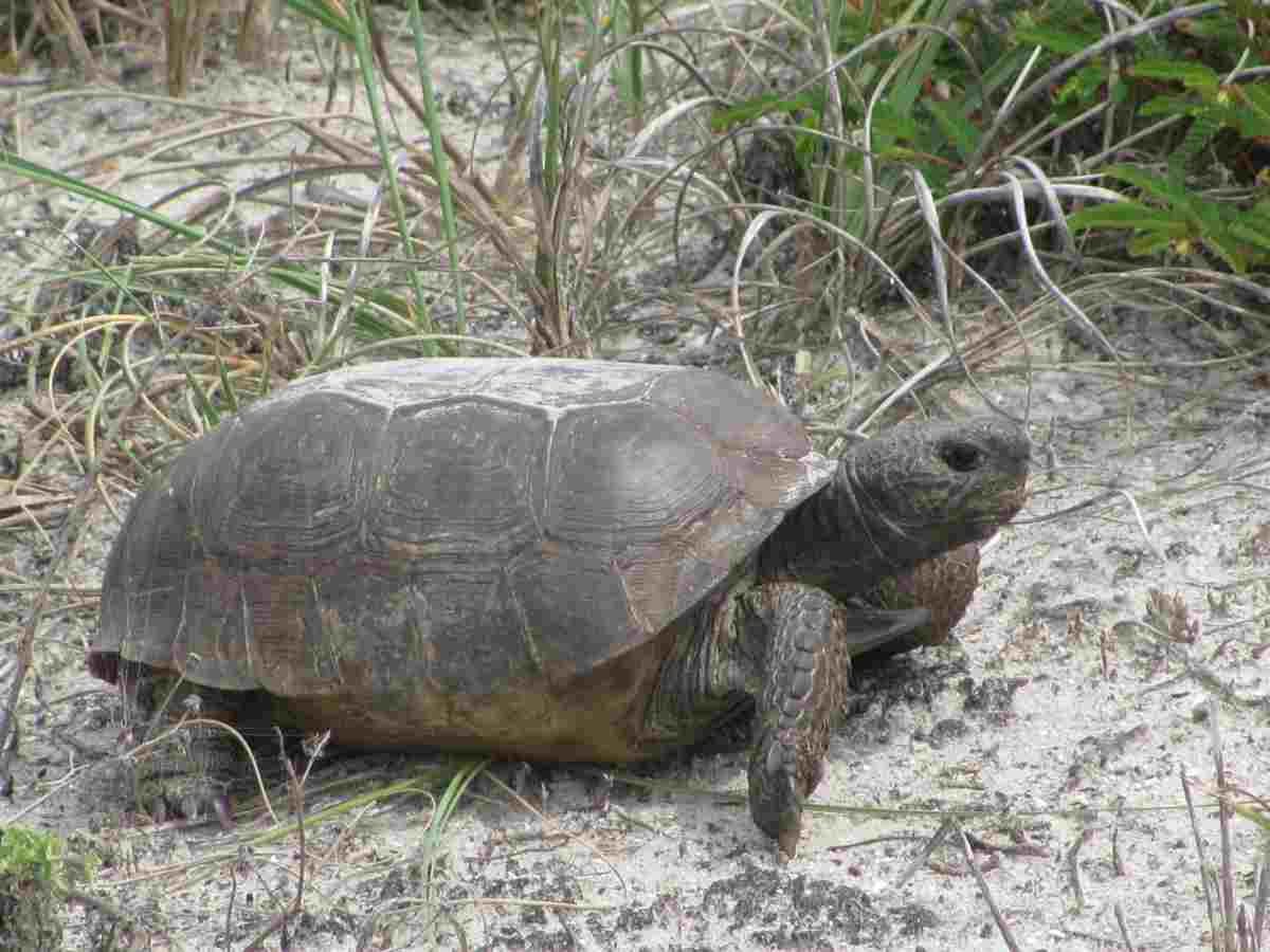 hibernación de tortugas terrestres (foto Pixabay)