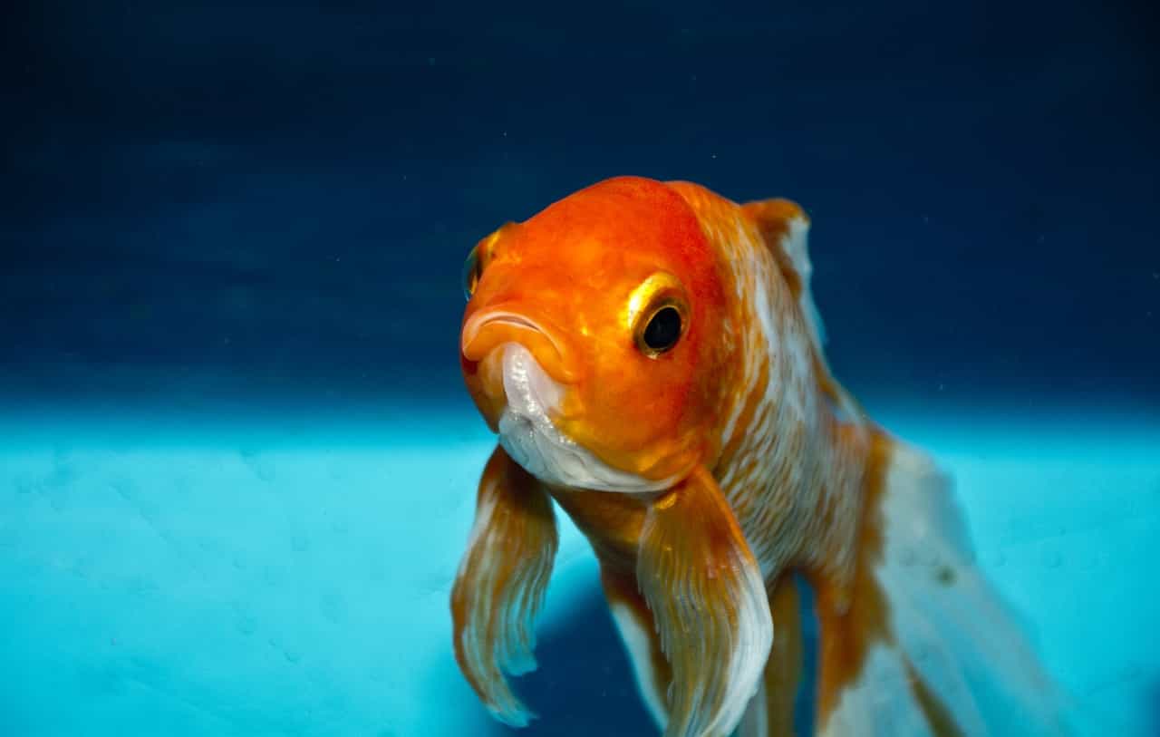personaje de pescado