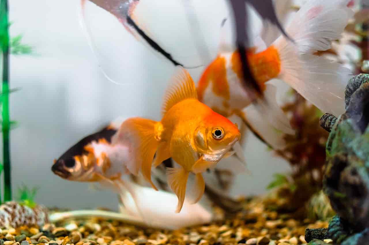 peces se persiguen apareándose