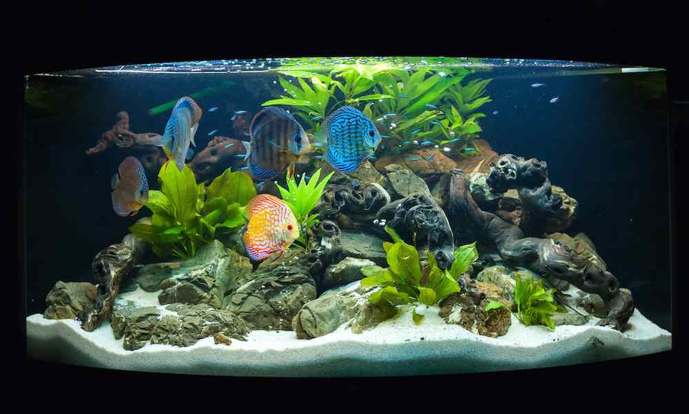 motivos piscis se persiguen