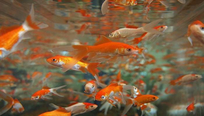 Peces rojos