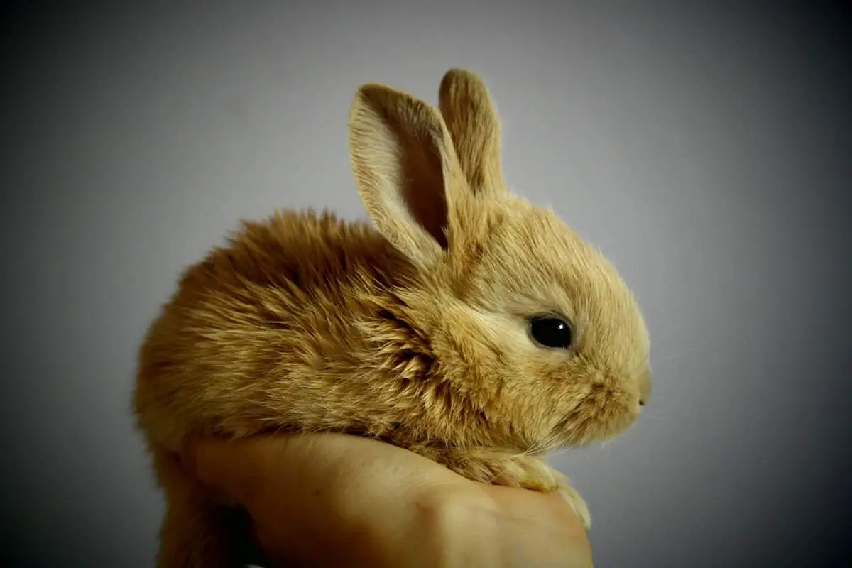 Conejo