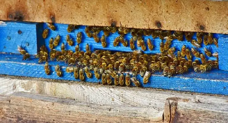 las abejas se comunican