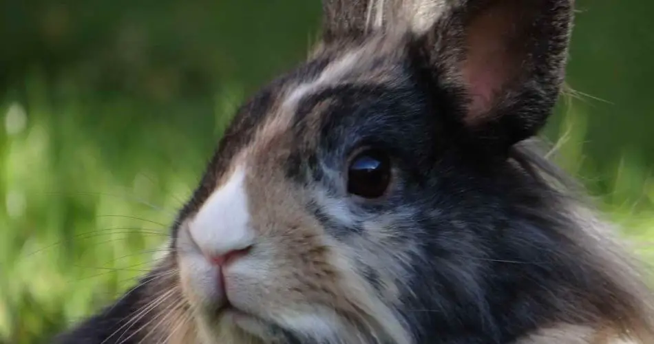 El conejo está deprimido: causas y remedios - Vida con Mascotas ▷➡️