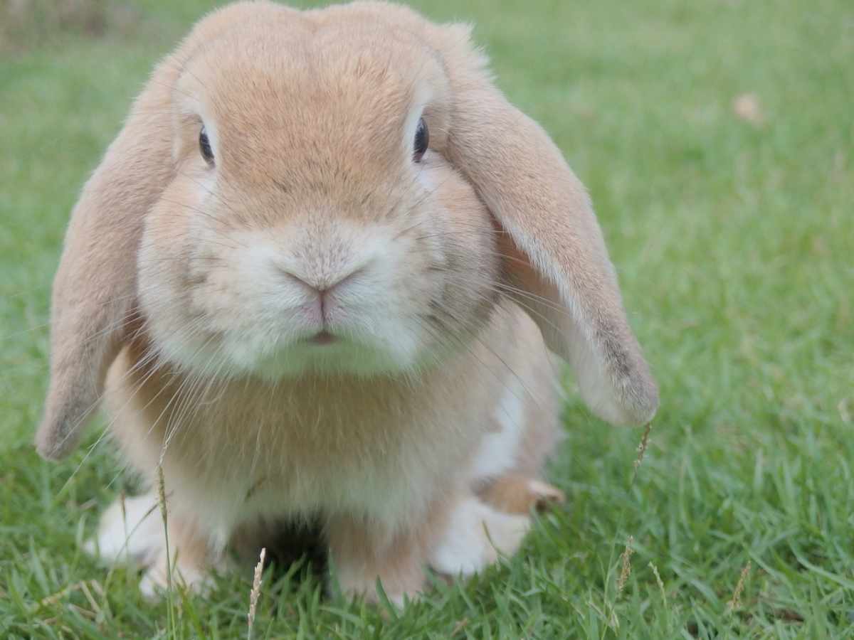 riesgos para la salud patas de conejo golpeadas