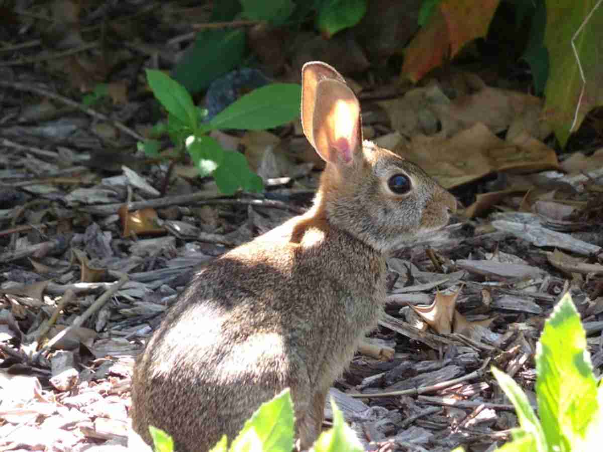 Conejo