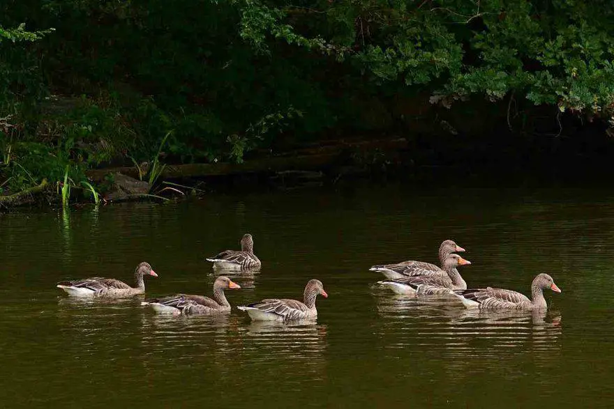 Consejos para construir un estanque de patos