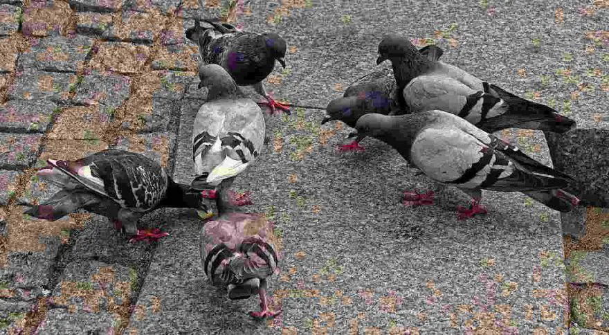 Palomas
