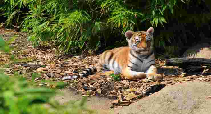 Tigre Que Come Donde Vive Características Y Curiosidades Vida Con Mascotas ️