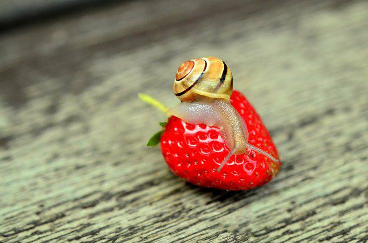 caracol comiendo