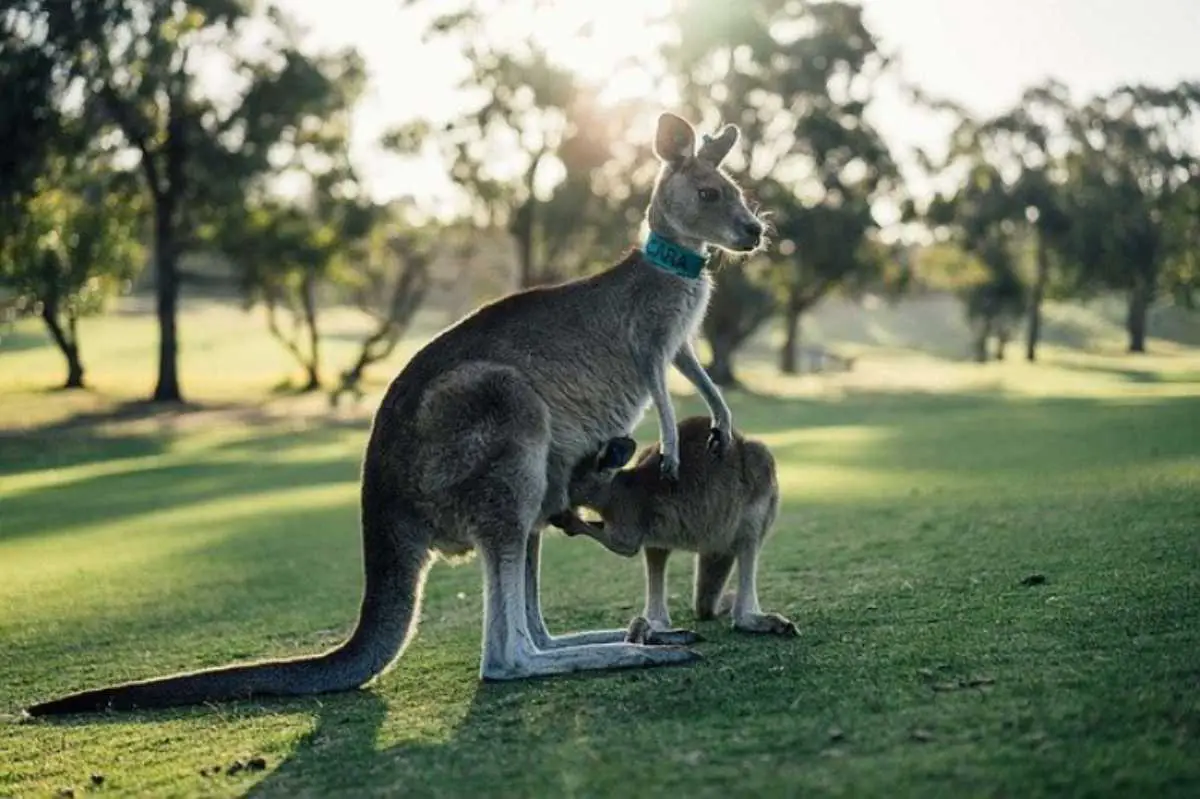 Animales australianos: 5 animales que solo pueden vivir en Australia