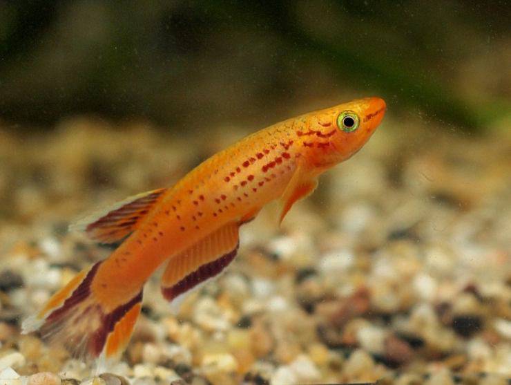 pesca de acuario
