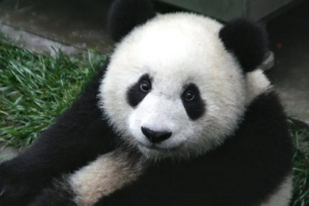 Panda: que come, donde vive, características y curiosidades - Vida con  Mascotas ▷➡️