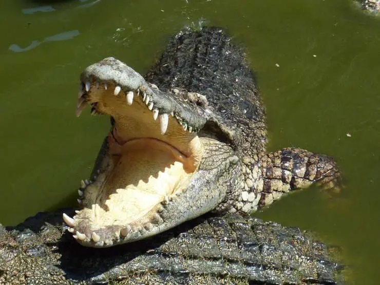 cocodrilo