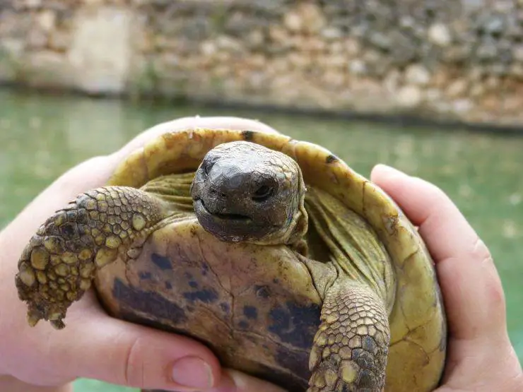 Tortuga