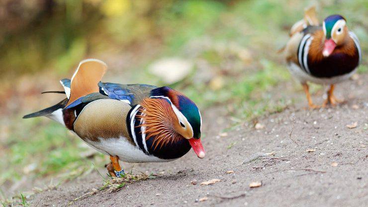 Pato mandarín: características, dieta y hábitat - Vida con Mascotas ▷➡️