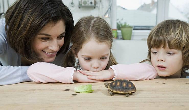ayudar a las tortugas niños hospitalizados