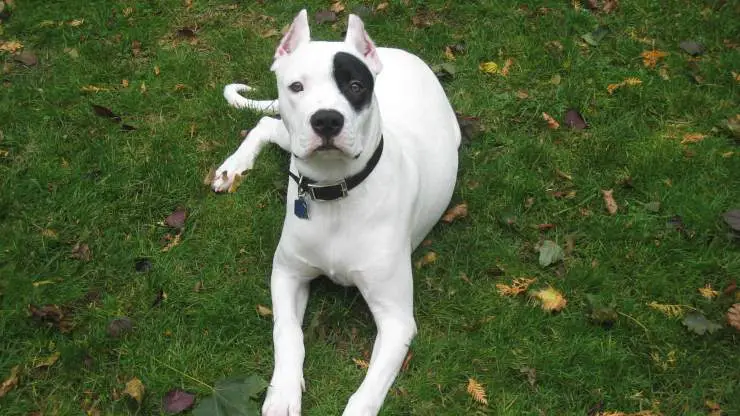 razas de perros compatibles con dogo argentino