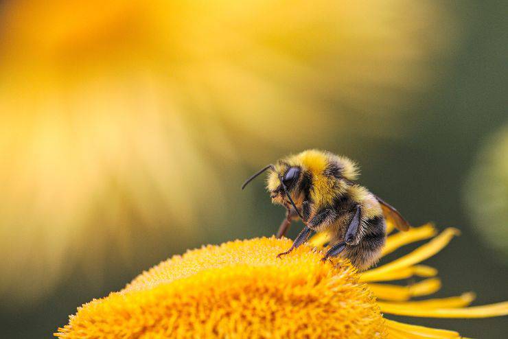 Animales con superpoderes
