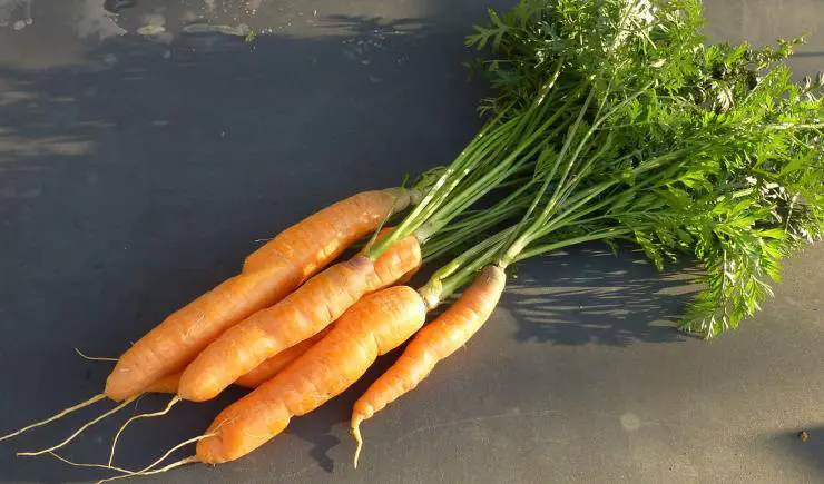 zanahorias vegetales vegetales