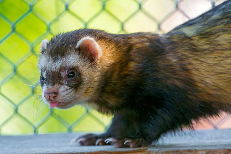 hurones hurones mustelide