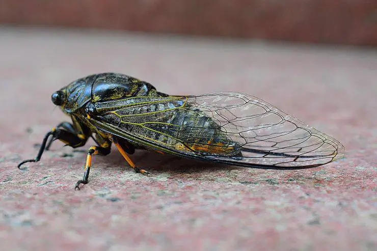 cigarra