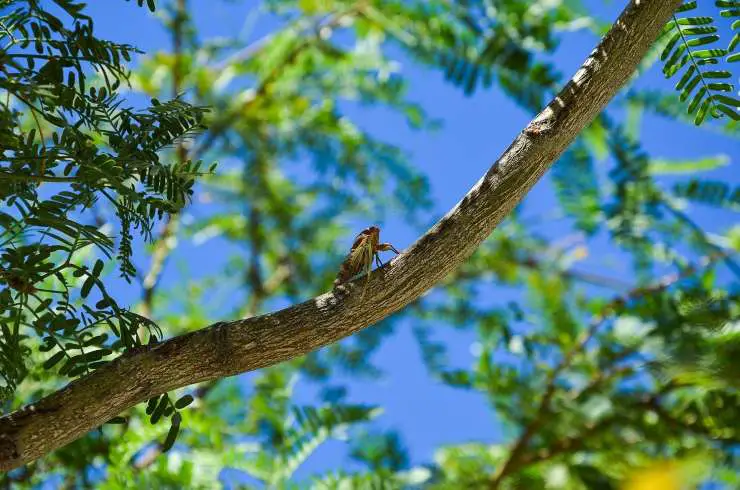 cigarra