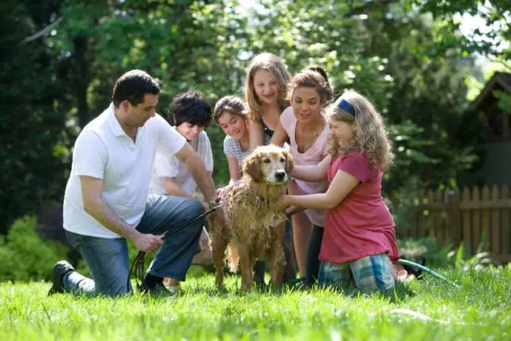 familia de perros