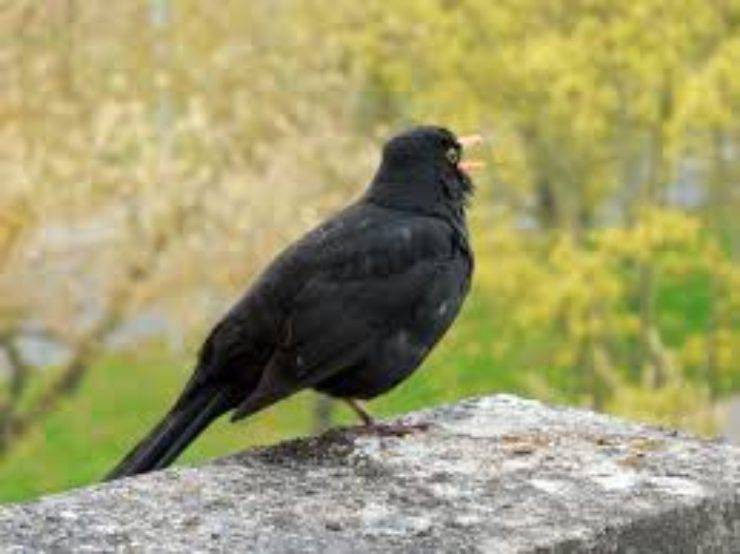 cuervos animales inteligentes