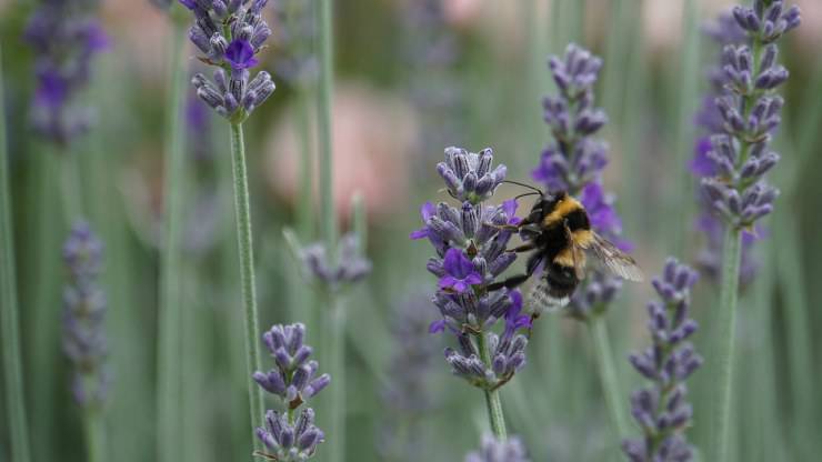 Insecto en lavanda