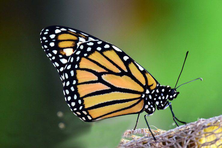 mariposa