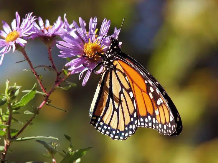 mariposa