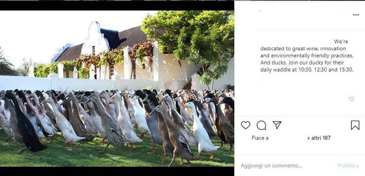 patos