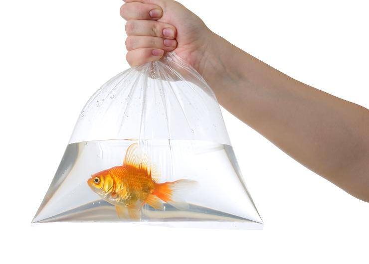 pescado en la bolsa