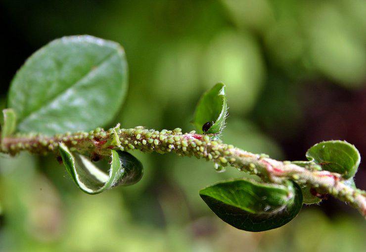 Insectos vegetales