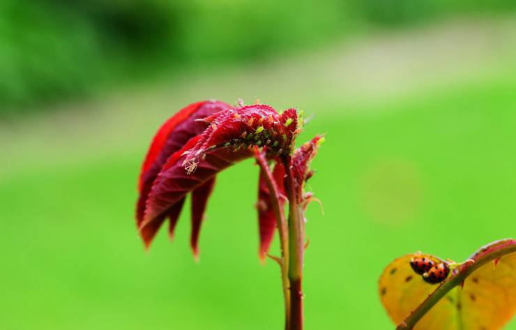 Planta infestada