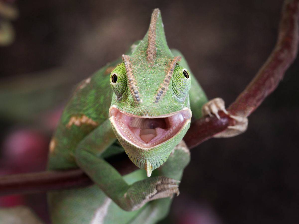 El Camaleón Cambia De Color Por Qué Lo Hace Y Cómo Lo Hace Vida Con Mascotas ️ 7521