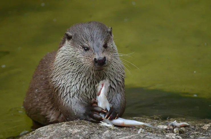 La Nutria Características Hábitat Reproducción Y Alimentación Vida