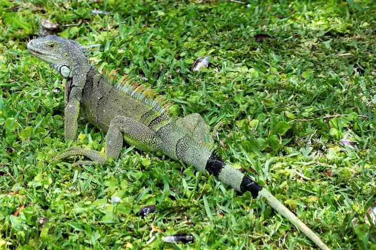 Animales buenos camuflando