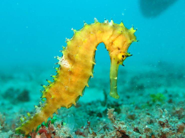 Caballo de mar