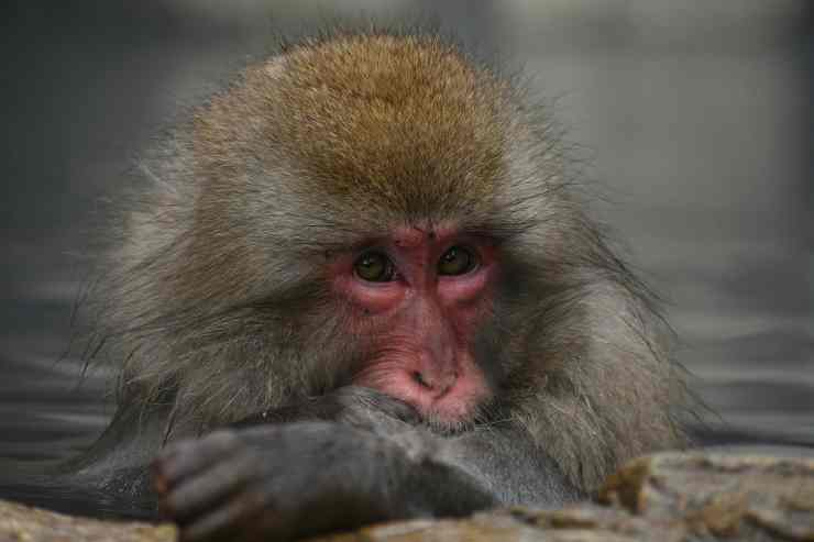 Mono triste (Foto de Pixabay)