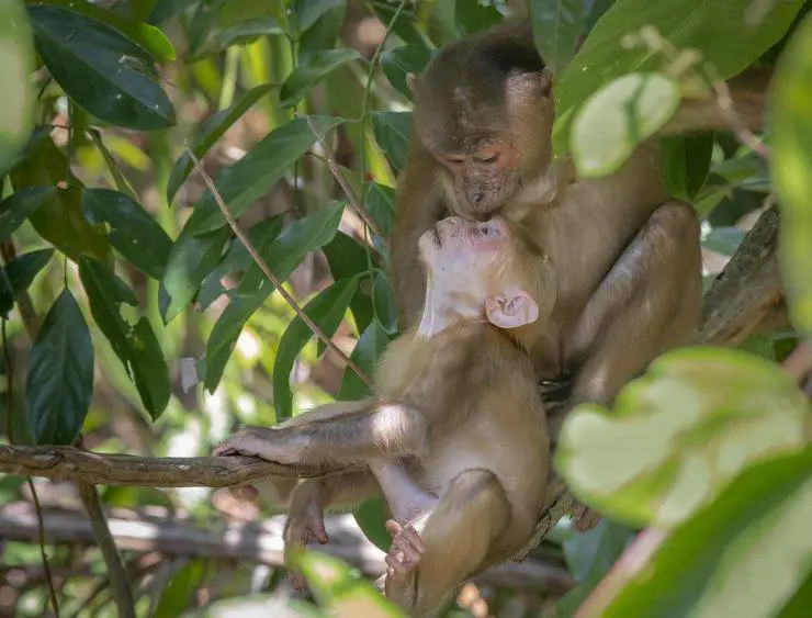 macaco y cachorro