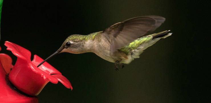 Colibrí chupa néctar