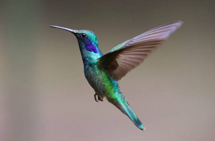 Colibrí fundamental para la tierra