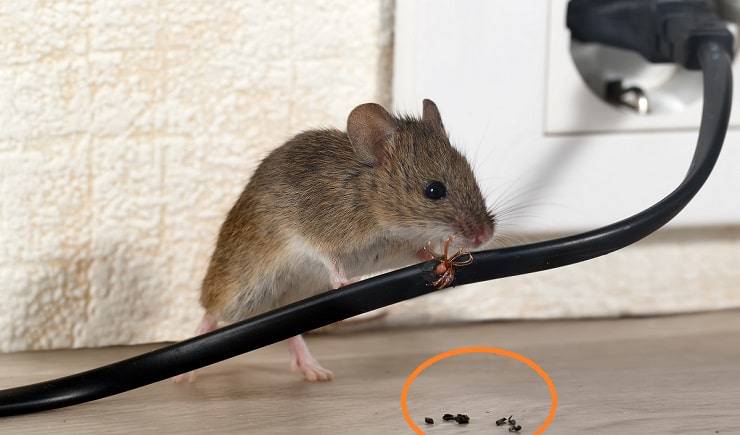 No, matar a una rata en casa no conllevará pena de cárcel