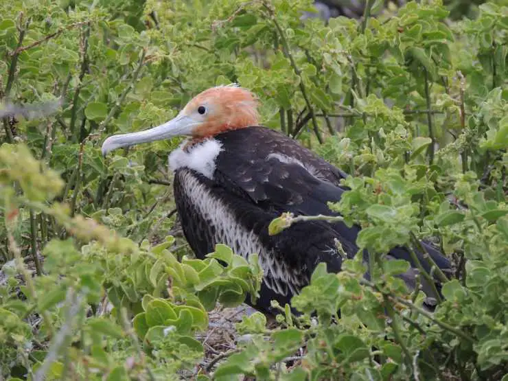 pollito de fragata mayor