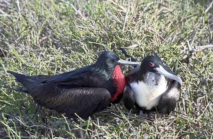 par de fragatas galápagos