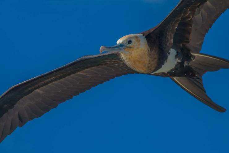 fragata mayor galápagos