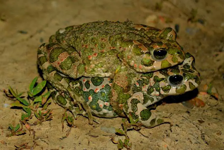 Anfibios