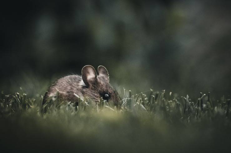rata ratón alejarse